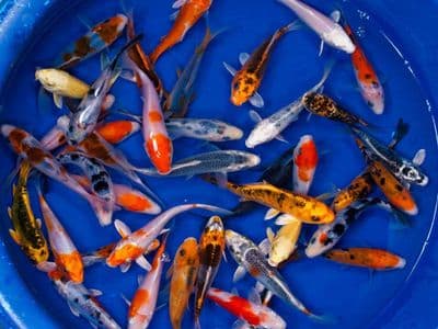 Assorted Koi Carp (Pack of 3) 6-8cm