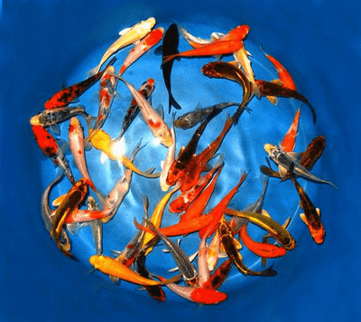 Assorted Koi Carp (Pack of 3) 8-10cm