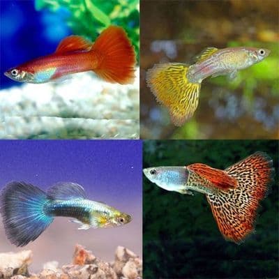 Assorted Male Guppies (Pack of 4)