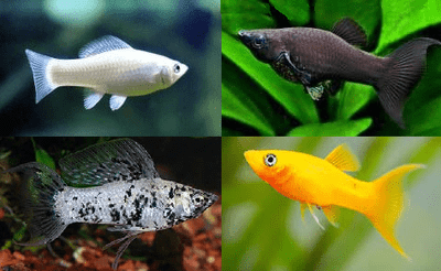 Assorted Mollies (Pack of 4)