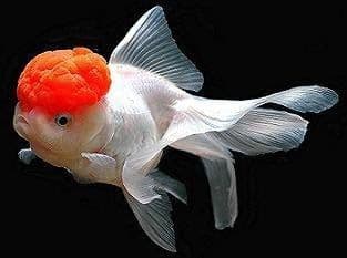 Assorted 'Oranda' Fantail Goldfish