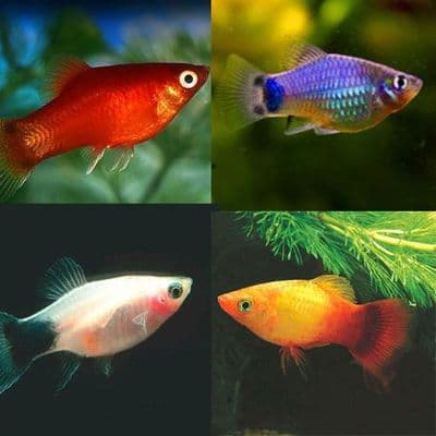 Assorted Platies (Pack of 4)
