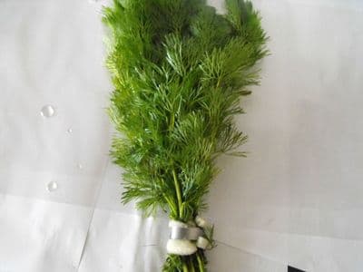 Assorted Tropical Aquarium Plant (Pack of 6)