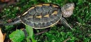 Baby Chinese Stripe Neck Turtles (Mauremys sinensis)