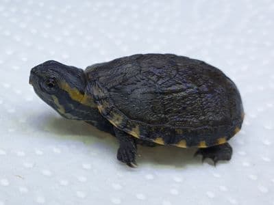 Baby Eastern Mud Turtles (Kinosternon subrubrum)