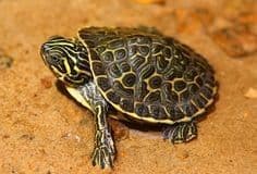 Baby Hieroglyphic Terrapin River Cooter (Pseudemys concinna Hieroglyphica)
