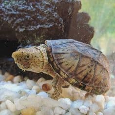 Baby Logger Head Musk Turtles  (Sternotherus minor)