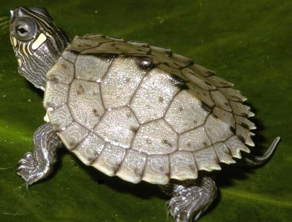 Baby Mississippi Map Turtles (Graptemys sp.) 2 PACK SPECIAL OFFER