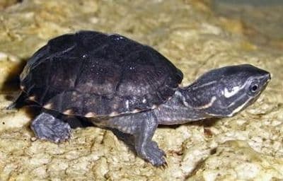 Baby Musk Turtles (Sternotherus odoratus)