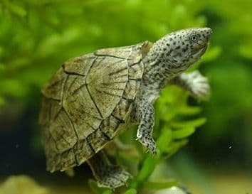 Baby Razorback Musk Turtles (Sternotherus carinatus)