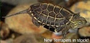 Baby Reeve's Turtles (Mauremys reevesii) 2 Pack Special Offer