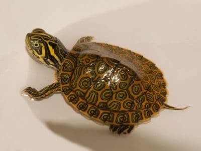 Baby Terrapin River Cooter