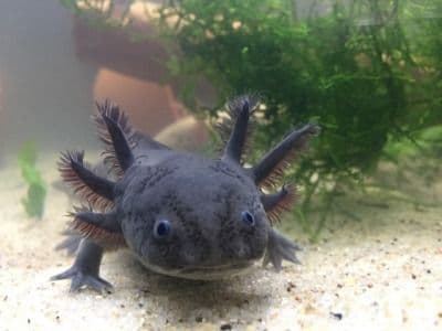 Black Axolotl