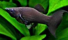 Black Mollies (Pack of 4)