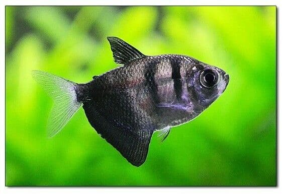 Black Widow Tetra (Pack of 4)