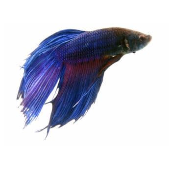 Blue Siamese Fighting Fish (Betta Fish)