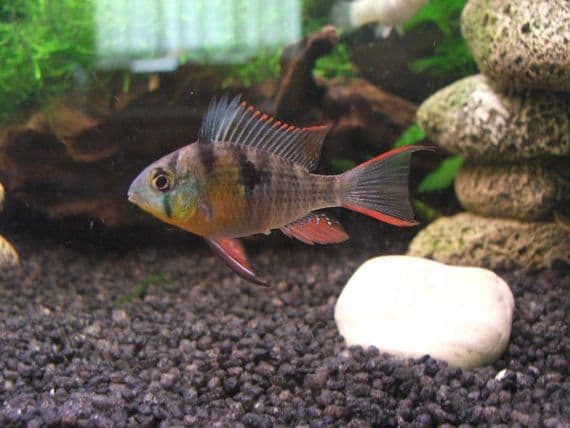 Bolivian Rams (Pack of 3)