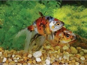 Calico Fantails (Pack of 3)