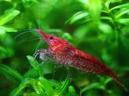 Cherry Shrimp (Pack of 3)