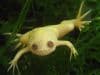 Cold Water African Clawed Toad (Pack of Two)
