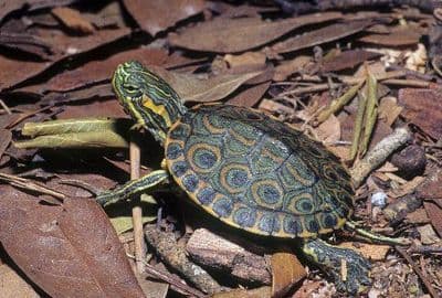 Colombian Slider (Trachemys Callirostris)