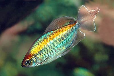 Congo Tetra (Pack of 3)