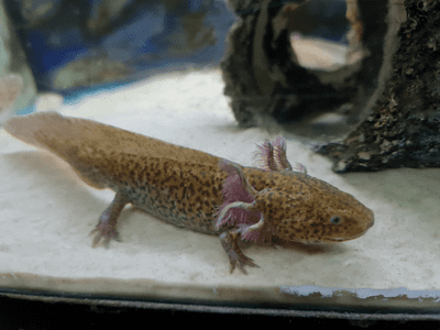 Copper Axolotl