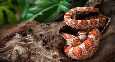 Corn Snake (Pantherophis guttatus)