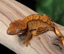 Crested Gecko (Correlophus ciliatus)