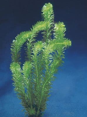 Egeria Densa (Pack of 3)