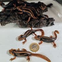 Emperor Newt (Tylototriton Shanjing)