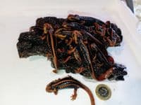 Emperor Newt (Tylototriton Shanjing) Pack of 4 *SPECIAL OFFER*