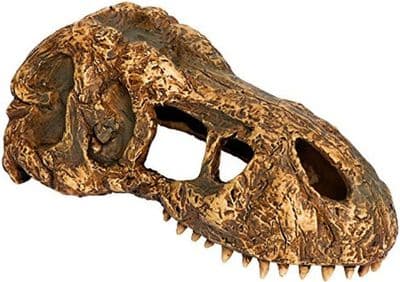 Exo Terra T-Rex  Skull 'Small'