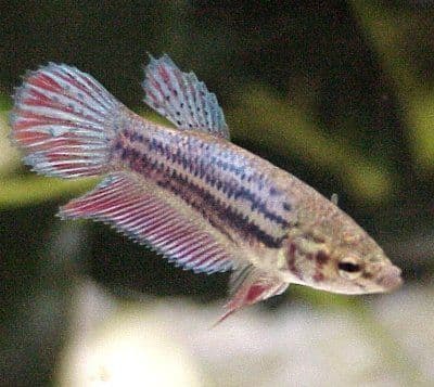 Female Betta Fish (pack of 3)