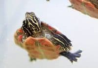 Florida Red Bellied Turtle (Pseudemys nelsoni)