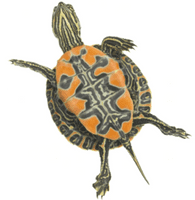 Florida Red Bellied Turtle (Pseudemys nelsoni)