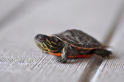 Florida Red Bellied Turtle (Pseudemys nelsoni)