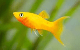 Gold Mollies (Pack of 4)