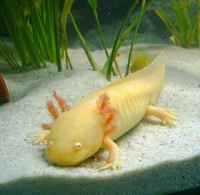 Golden Axolotl 