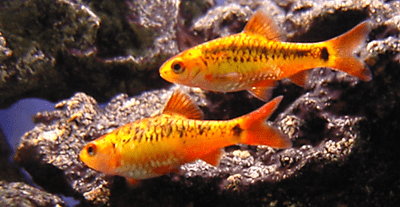 Golden  Barbs (Pack of 3)