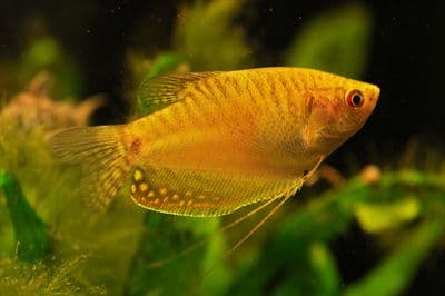 Golden Gourami