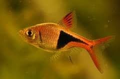 Harlequin Rasbora (Pack of 4)