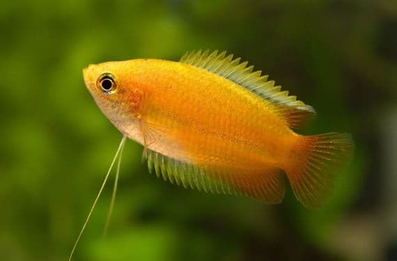 Honey Gourami (Pack of 3)