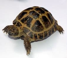 Horsefield Tortoise (Testudo horsfiedii)