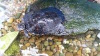 Juvenile River Cooter Turtle (Pseudemys concinna)