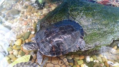 Juvenile River Cooter Turtle (Pseudemys concinna)