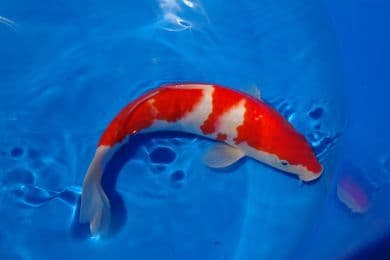 Kohaku Koi Carp (White with Red Markings) 10-21cm (Pack of 1)