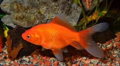 Large Goldfish (Pack of 2)