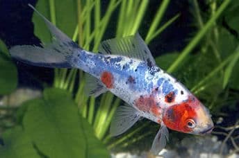 Large Shubunkin (Pack of 2)