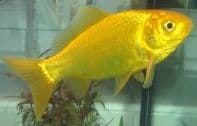 Large Yellow Goldfish (Pack of 2)